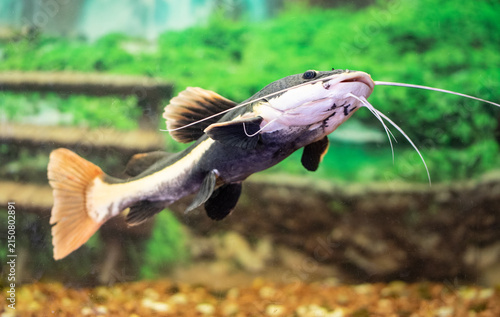 Foto Redtail Catfish in the water tank