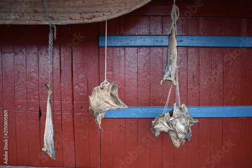 Dried Gadus morhua cod hanging in Lofoten, Norway