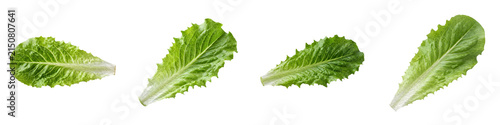 Four Fresh Green Romaine Lettuce Leaves Isolated on White Background Healthy Salad Ingredient Food Photography