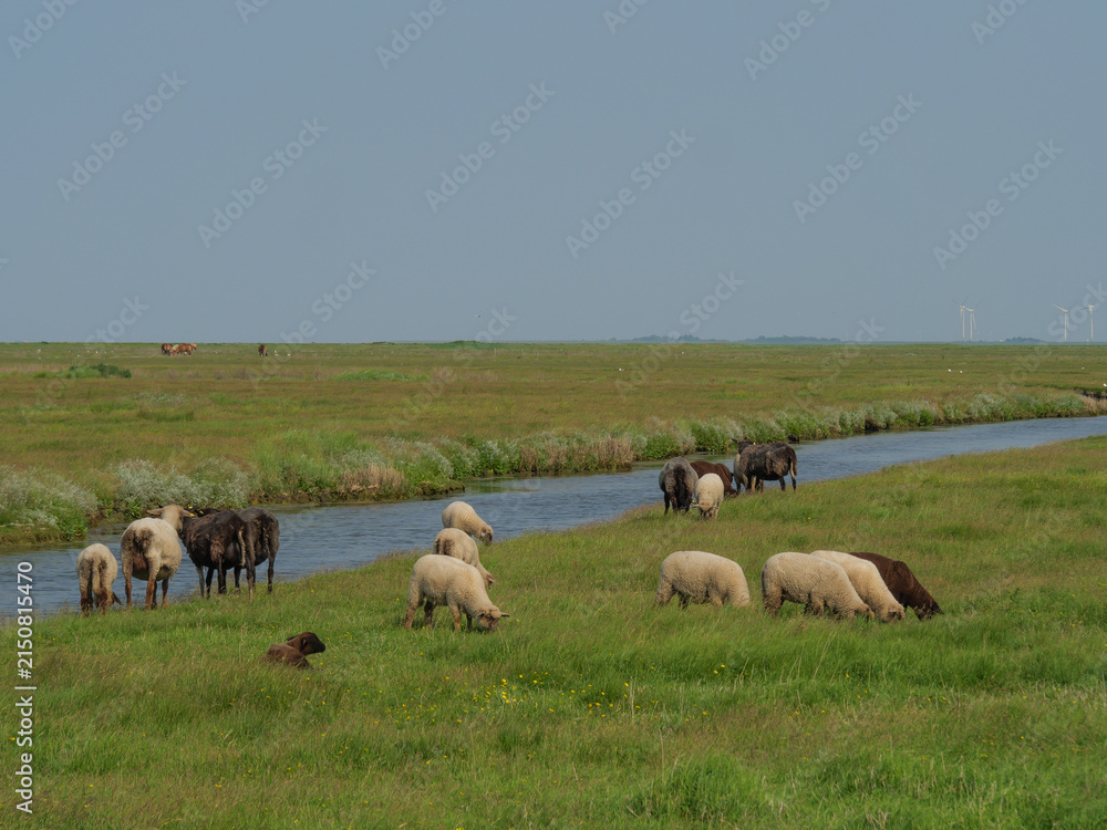 Obraz premium Hallig Hooge in der Nordsee