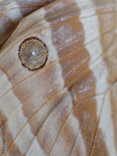 a brown butterfly wing with a detailed eyespot pattern