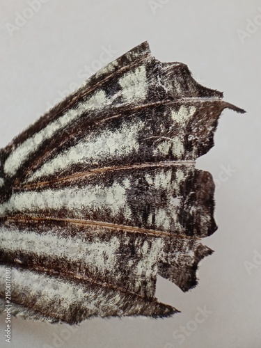  a single brown and white patterned butterfly wing on a neutral background, highlighting detailed wing veins and natural scale textures