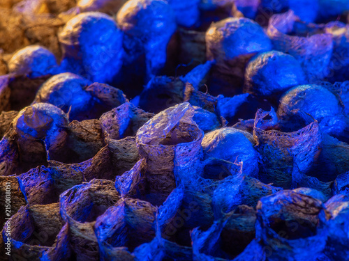 Abandoned Wasp Nest Cells with Dead and Unhatched Larvae in Colorful Surroundings