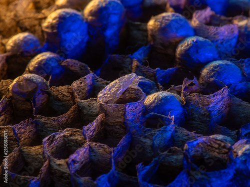 Abandoned Wasp Nest Cells with Dead and Unhatched Larvae in Colorful Surroundings