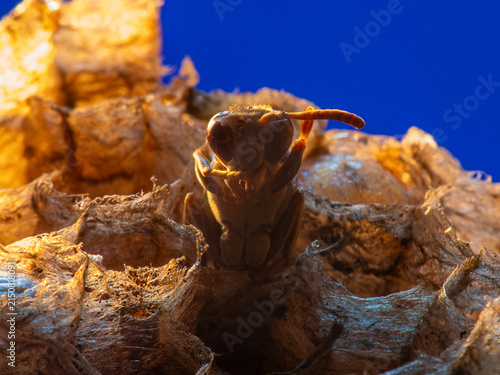 Abandoned Wasp Nest Cells with Dead and Unhatched Larvae in Colorful Surroundings