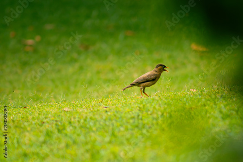 Bild auf Leinwand Bird Chirping