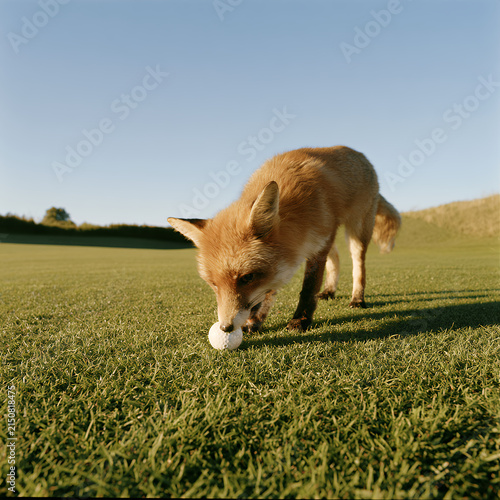 Curious red fox sniffing grass in a sunny field
