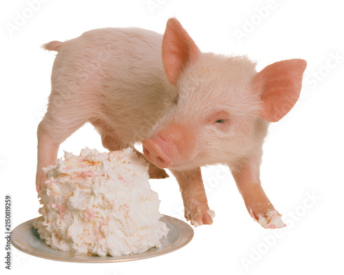 Cute piglet eating a pink birthday cake isolated on white background
