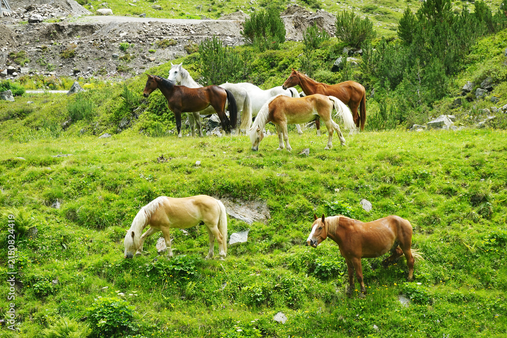 Fototapeta premium A herd of horses in the Austrian Alps 