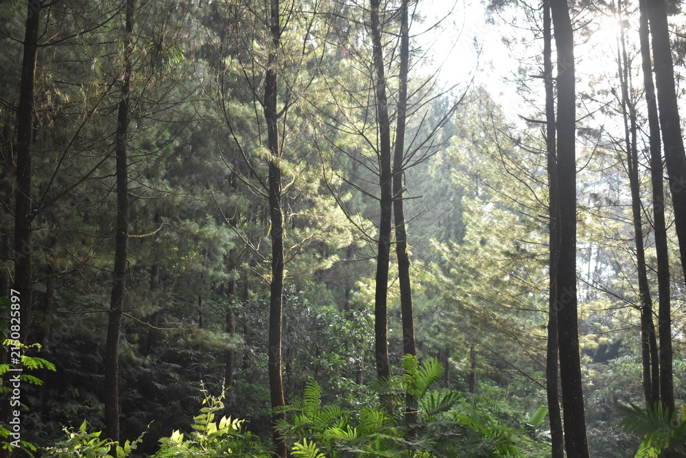 Obraz premium Sunlight filtering through a lush pine forest, illuminating dense green ferns and vegetation on the forest floor.