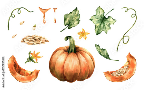 Watercolor clipart set pumpkins. Hand drawn isolated illustrations cut slice, curly vines, leaves, blossom and drops pumpkin seed oil. Collection for Thanksgiving designs, autumn festival posters