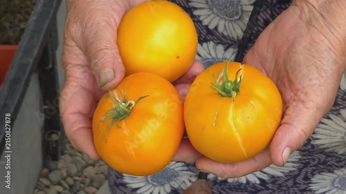 Elderly farmer hands holding fresh yellow tomatoes outdoors, organic harvest, sustainable agriculture, senior lifestyle.