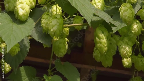 Fresh hop cones hanging on plant in rural garden, local agriculture, brewing ingredients, organic lifestyle.