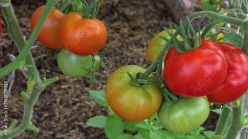 Ripe red and green tomatoes growing on bush, organic farming, healthy vegetable patch, natural garden.