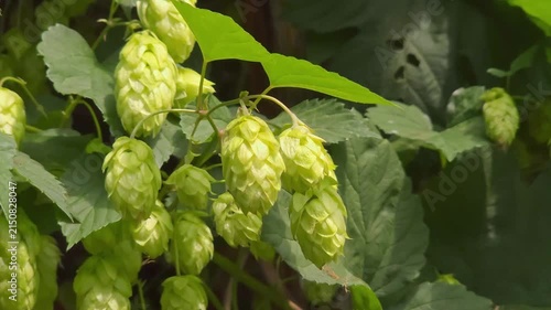 Ripe green hop cones swaying on vine in farmland, sustainable crop, craft beer, natural farming.