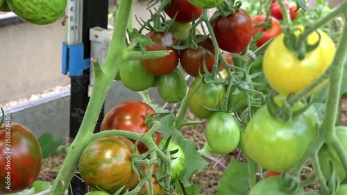 Tomato plant with ripening red fruit in greenhouse, home gardening, organic vegetable patch, natural farming.