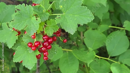 Redcurrant berries growing on green bush in garden, organic berry harvest, summer fruit, natural nutrition.