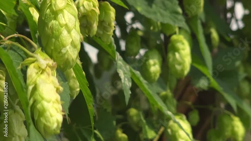 Green hop cones swaying on plant, craft beer brewing, organic agriculture, countryside harvest.