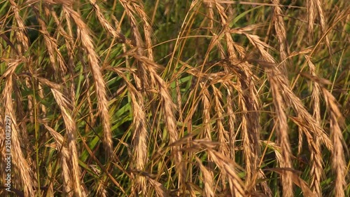 Golden wheat field growing under sunny sky, agricultural industry, cereal crop harvest, countryside scenery.