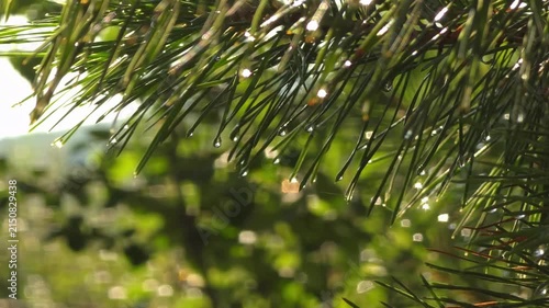 Pine tree branch with shiny dew drops in sunny forest, macro nature detail, morning freshness, natural concept.