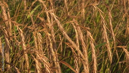 Ears of golden wheat in farmland close up, cereal crop harvest, agricultural countryside, natural food.