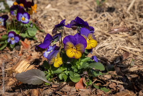 Violas, with their beautiful bicolor purple and yellow flowers, are related to pansies, but are smaller and have more flowers per plant, seen here in a garden on the Gold Coast, Queensland, Australia
