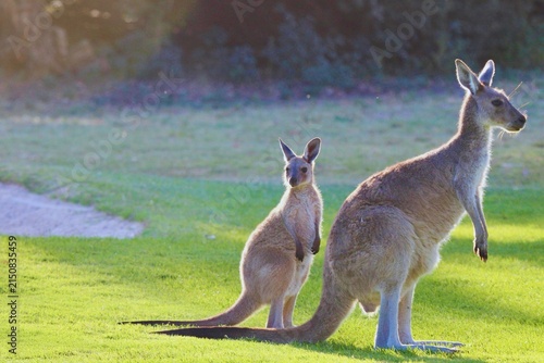 фотографія Australian kangaroo with a young joey standing together in a lush green natural landscape