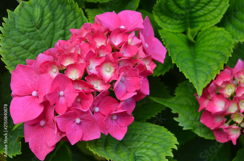 Konstfotografi Hydrangea macrophylla ‘ Glowing Embers’ blossom