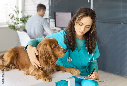 Veterinarian examines cocker spaniel dog at clinic. Routine examination and checkup on table, vet recording details while reassuring the pet. Bright interior. Veterinary care and trust symbol.