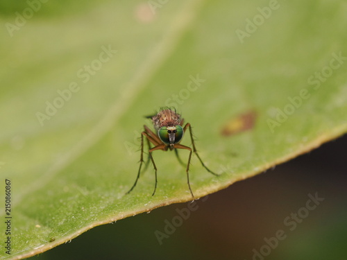 Fotografía macro de una mosca de patas largas (Dolichopodidae) sobre una hoja verde. Detalle de naturaleza salvaje y biodiversidad en alta definición.