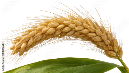 Isolated golden ear of ripe wheat with a vibrant green leaf, signifying harvest and agriculture