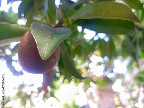 Close-up photo of a ripe sapodilla or Manilkara zapota fruit growing on a branch with fresh green leaves. Ideal for agriculture, tropical fruit, healthy food, and nature background concepts