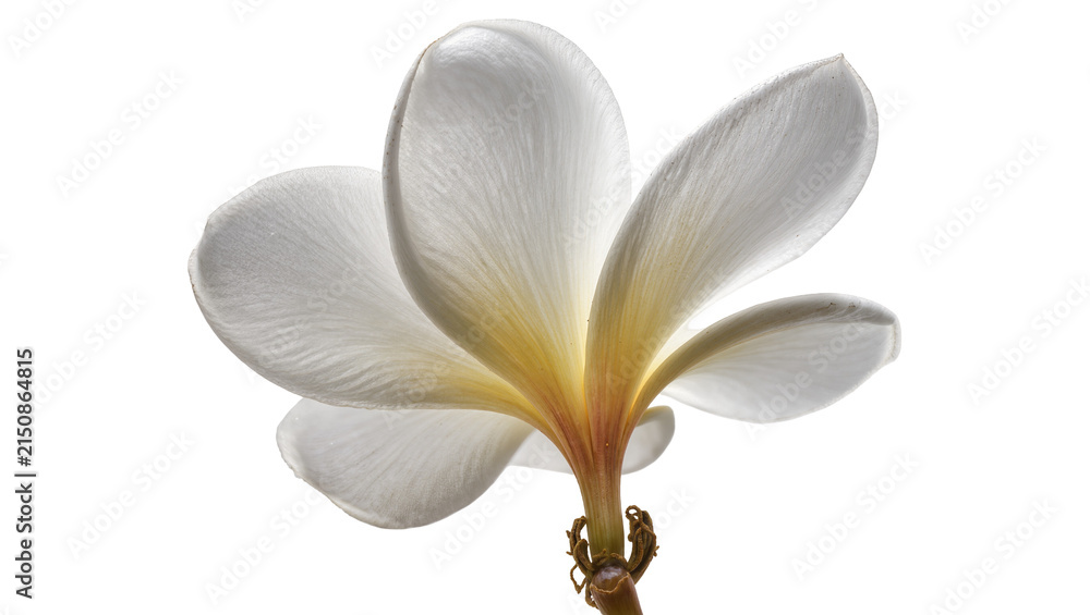 Fototapeta premium Isolated white Plumeria flower with golden yellow center and delicate petals viewed from below