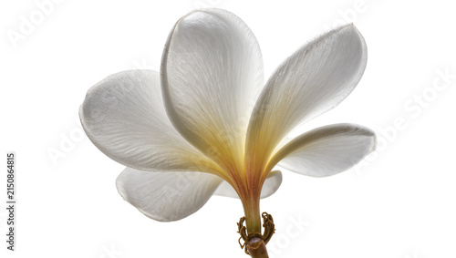 Isolated white Plumeria flower with golden yellow center and delicate petals viewed from below