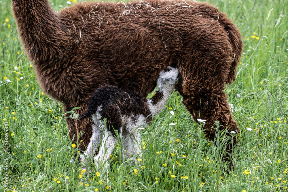 Fototapeta premium alpaka tier natur lama familie