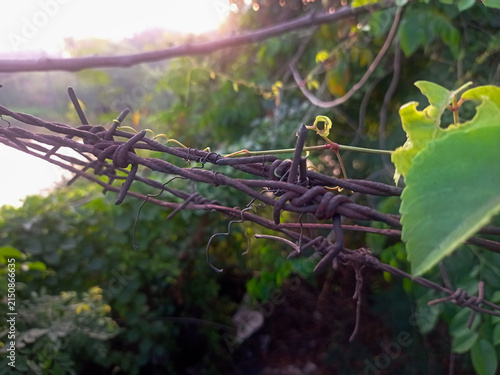 Macro shot of green plant leaves wrapping around sharp barbed wire.