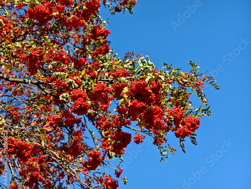 Bild auf Leinwand Red bunches of rowan berries Sorbus aucuparia against blue sky background