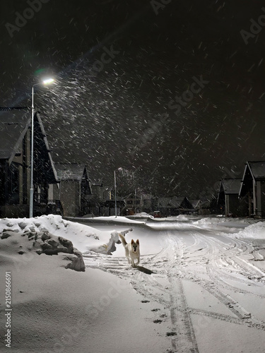 Принти на полотні The dog is running along the road