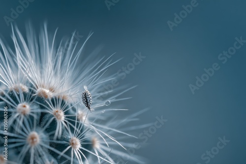 Close up of a cactus showing small details and a tiny insect on the surface