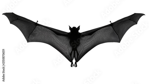 Isolated large fruit bat flying high with impressive outstretched wings, wildlife silhouette