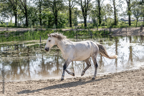 Canvas Print White horse walking along muddy paddock beside reflective pond with trees and gr