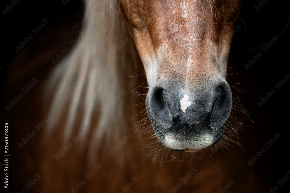 Naklejka premium Close-up portrait of a brown horse muzzle with whiskers and small white star marking, dramatic low-key lighting and shallow depth of field