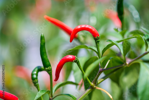 Close-up of red and green chili pepper growing naturally on the branch