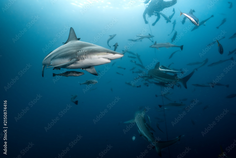 Obraz premium Oceanic blacktip shark encountering diver during reef dive