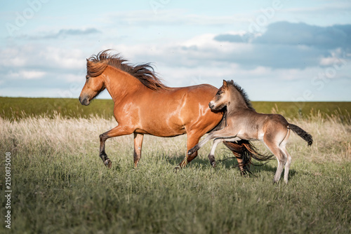 Quadro su tela Chestnut mare running with her foal across a windswept grassy meadow under a bri