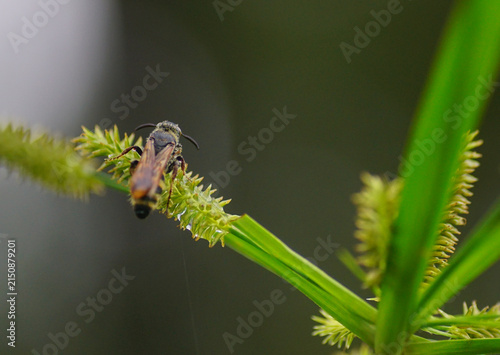 Fotografía Small wasp resting on a green plant stem