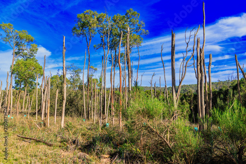 Cuadro en lienzo Regenerating bushland with tree guards and tall forest in Lysterfield Park, Vict