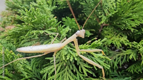 green praying mantis hunting for prey in a conifer
