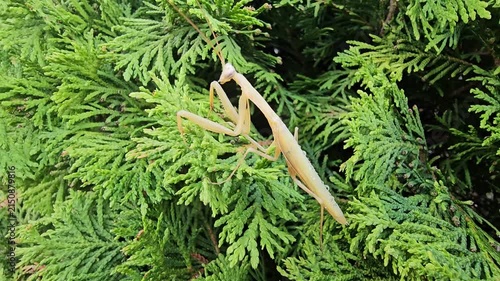 green praying mantis hunting for prey in a conifer