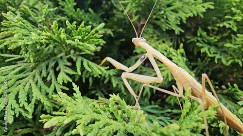 green praying mantis hunting for prey in a conifer